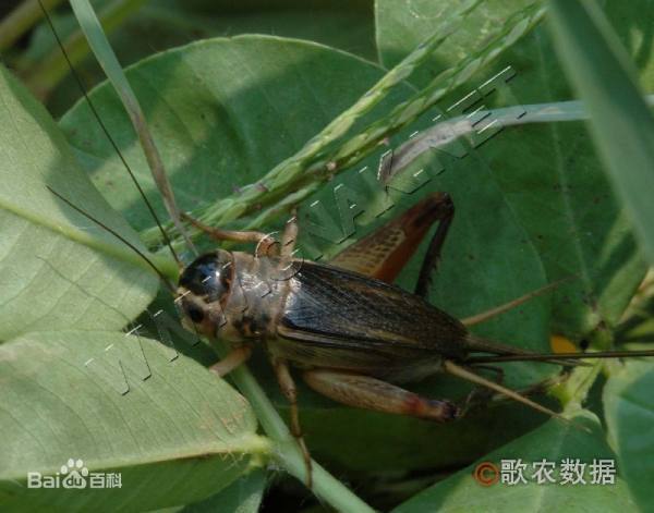 油葫芦是什么昆虫